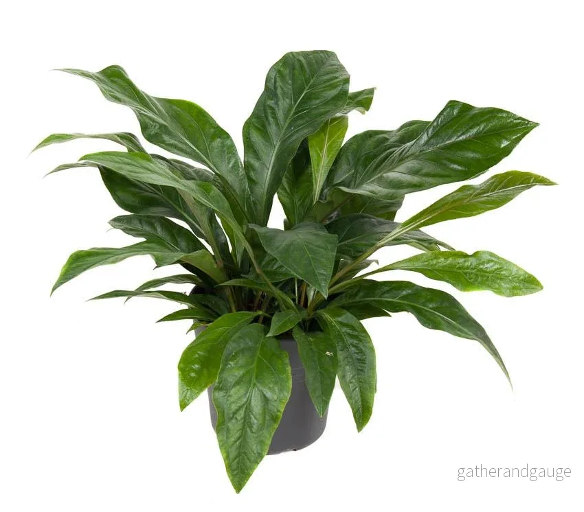 Anthurium ’Jungle Bush’ Anthurium ’Jungle Bush’