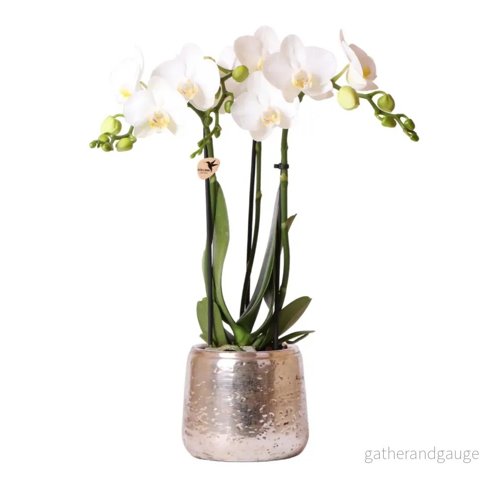Vit Phalaenopsis orkidé i silverkruka Amabilis