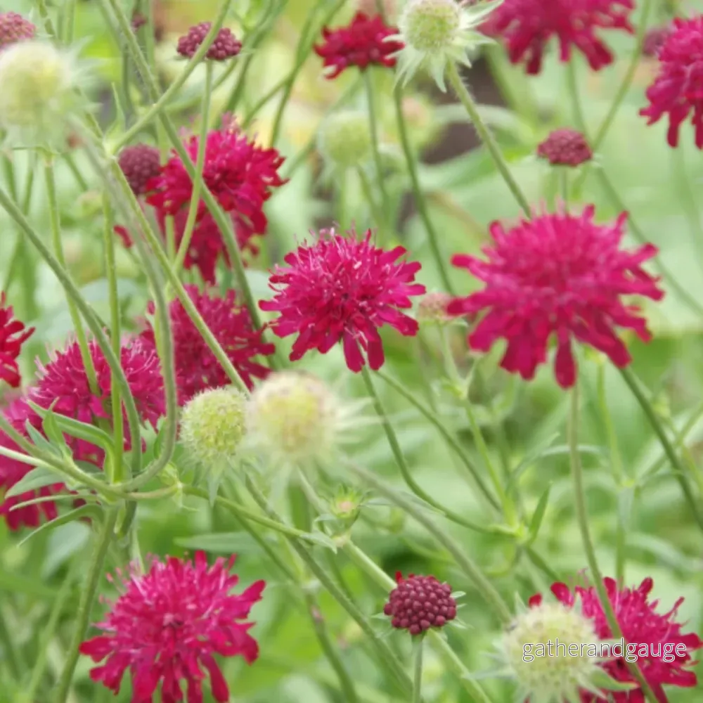 Macedonsk Knautia (Knautia macedonica) 'Knautia macedonica'