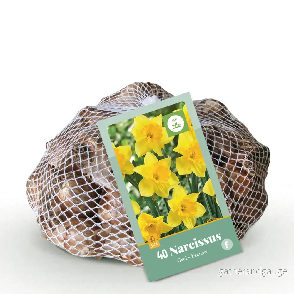 Green boutiQ - Bloembollen - Narcis Yellow - Kleur Geel - 40 stuks - Bolmaat 10/12