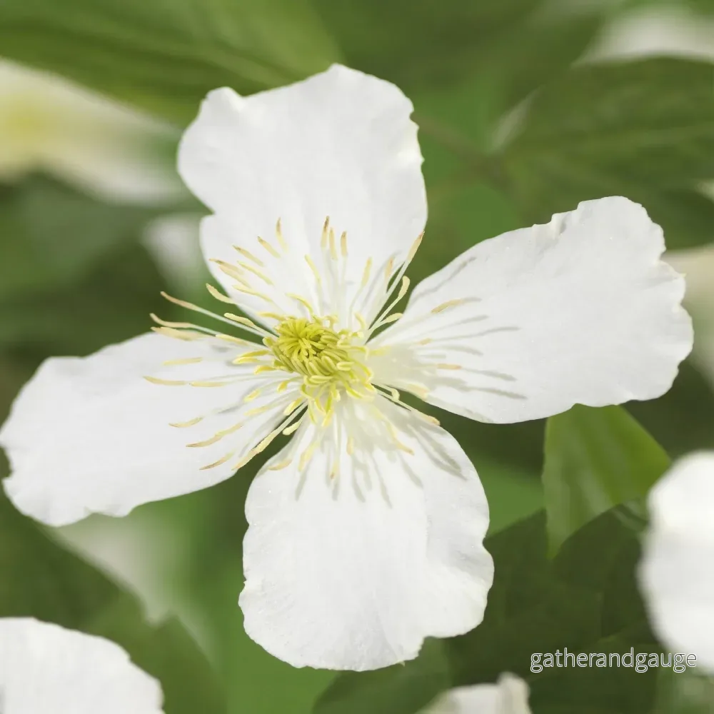 Klematitis (Clematis montana) ’Grandiflora’