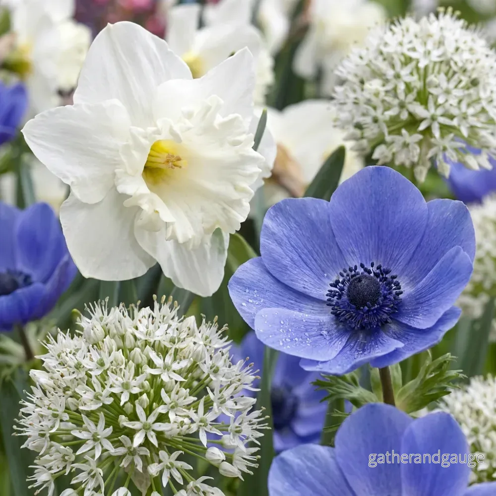 Mélange de bulbes pour jardin ensoleillé