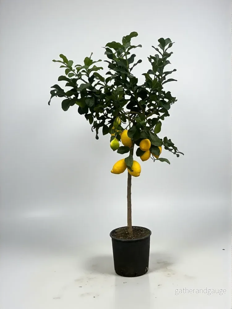 Citron - Bild 2