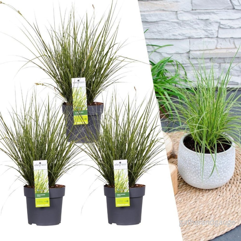 3 x Carex brunnea 'Variegata' - Bild 2