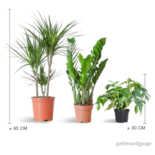 🌿 Paket – Växter för skuggiga hörn (x3) - Bild 3