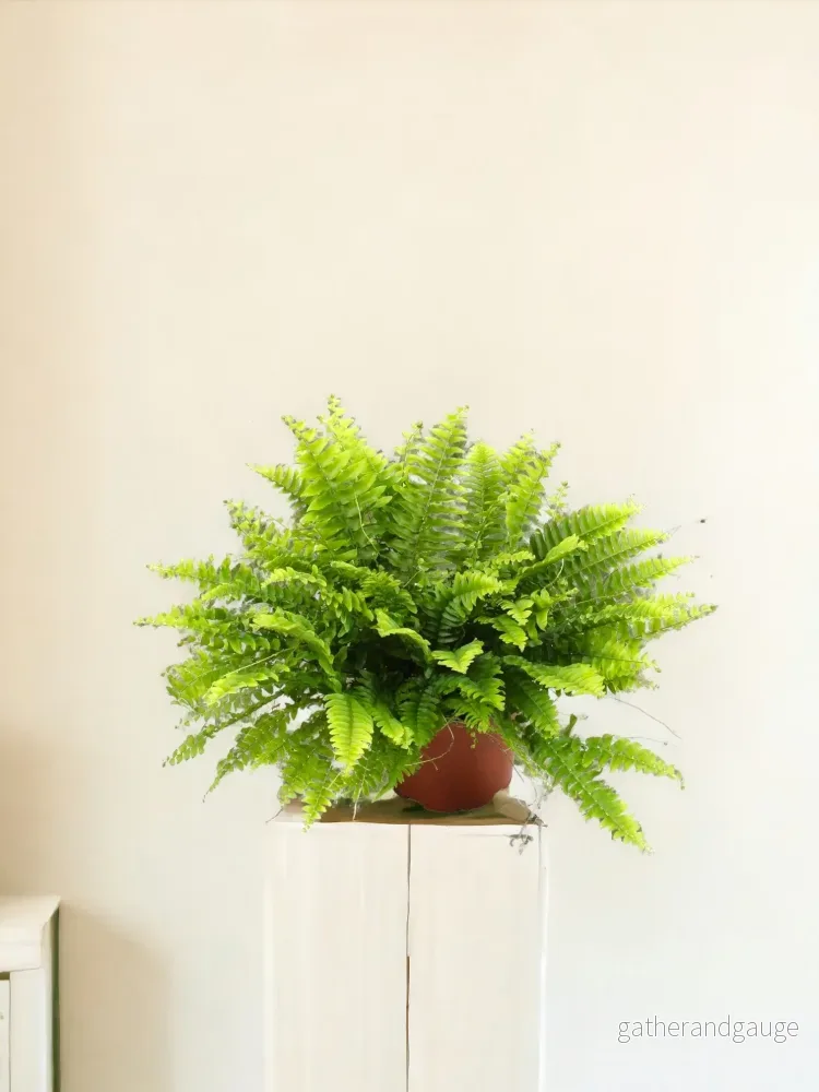 Nephrolepis Boston Green Moment – Ø12cm – ↕20cm Nephrolepis Boston Green Moment – Ø12cm – ↕20cm