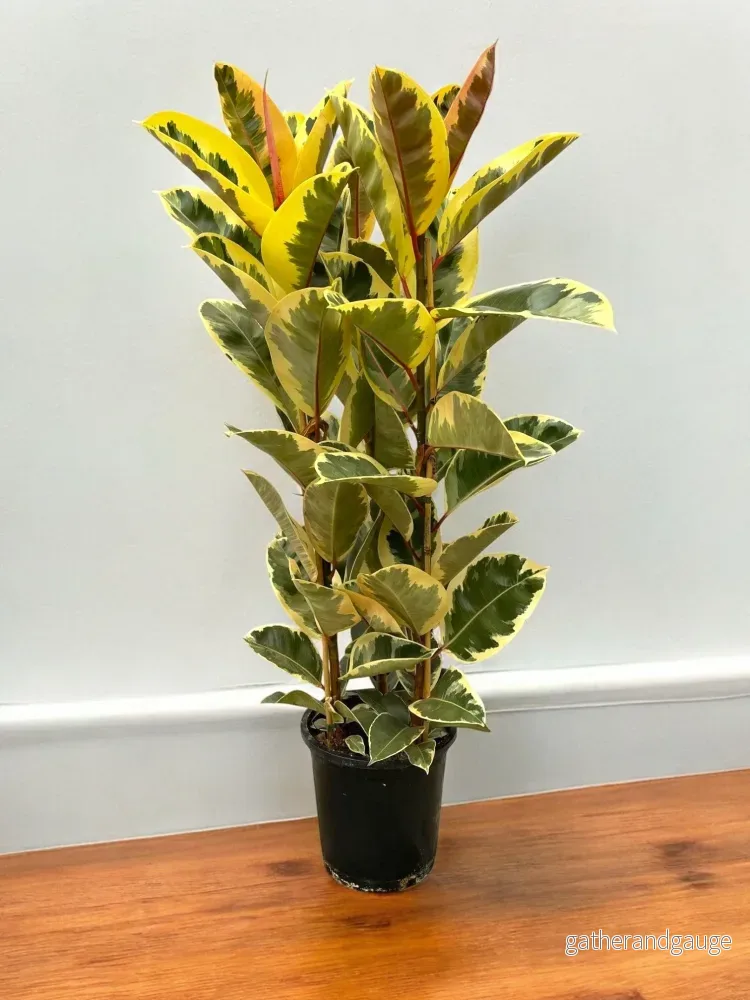Ficus Elastica Tineke Ficus Elastica Tineke