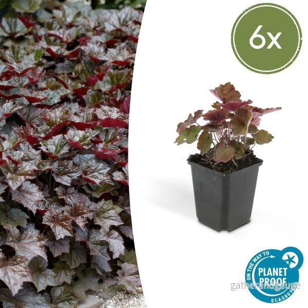 Heuchera micrantha 'Palace Purple' - Bild 2