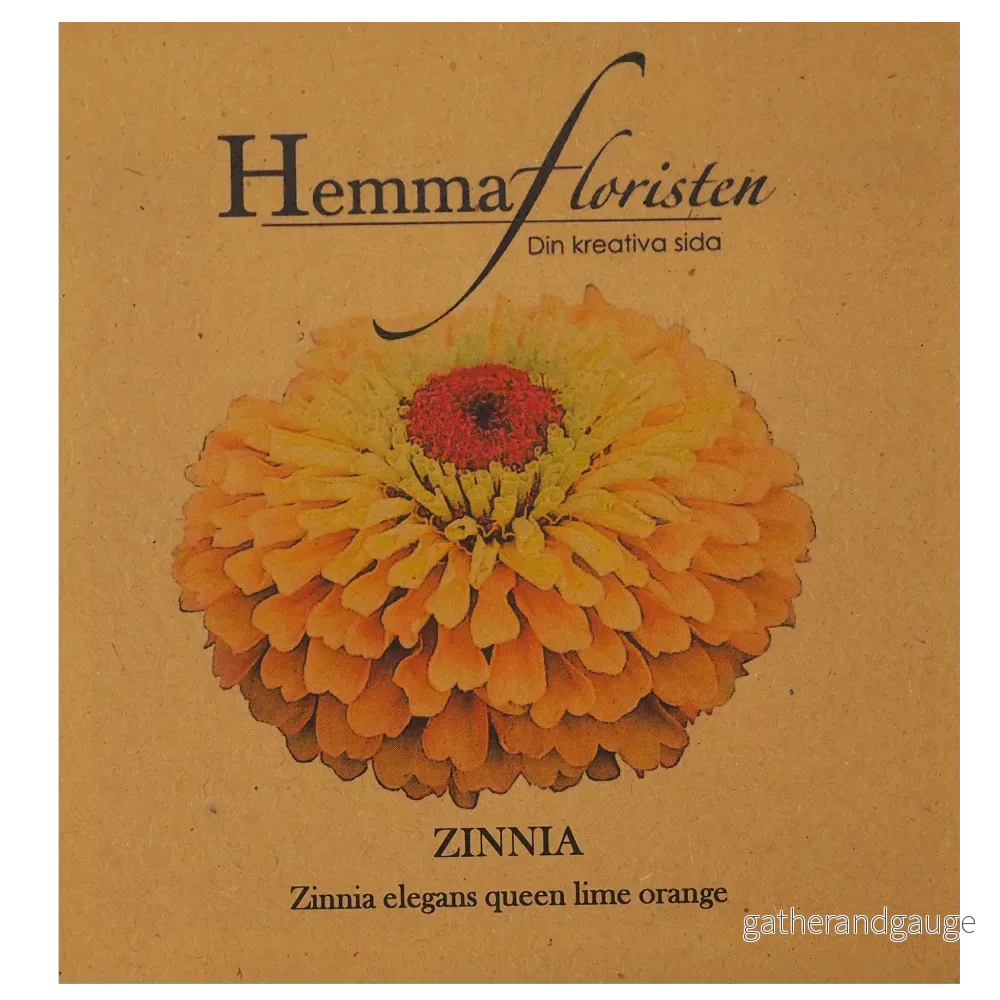 Zinnia - Queen Lime Orange - Bild 2