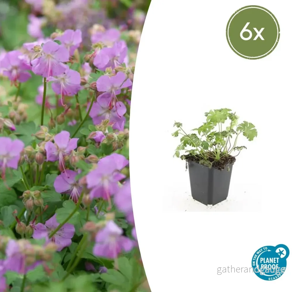 Staudenstorksnävel (Geranium x cantabrigiense) 'Cambridge' - Bild 2