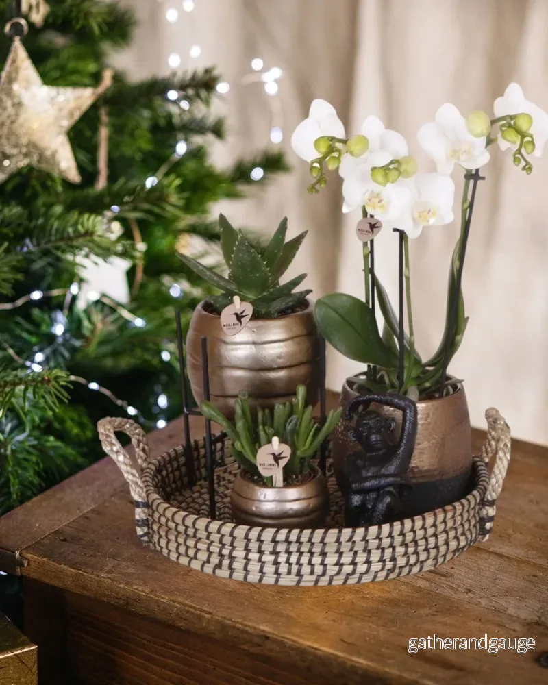 Home Hub Box | Phalaenopsis orkidé och suckulenta växter Home Hub Box | Phalaenopsis orkidé och suckulenta växter