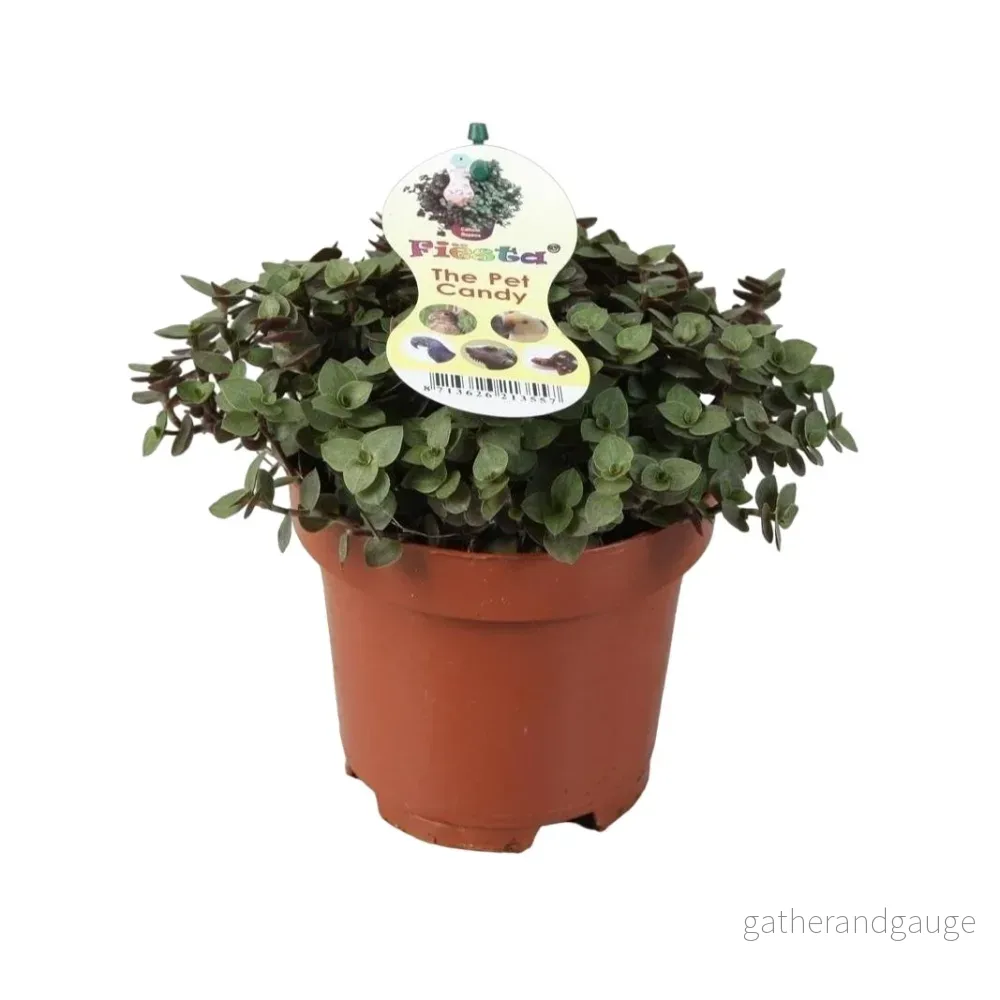 Calissia Repens Calissia Repens