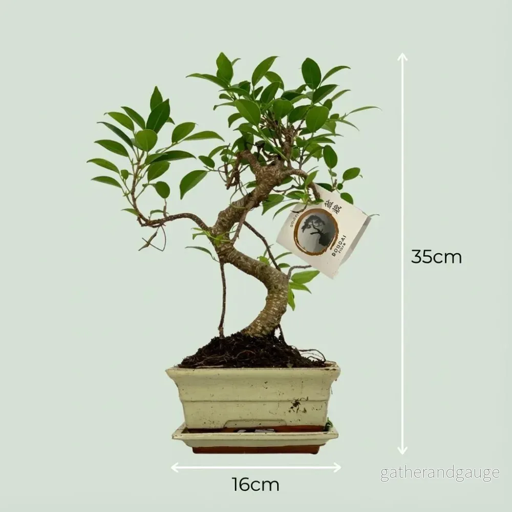 Bonsai S vorm Boom - Ø 15 cm - Hoogte: 30-35 cm (mix keramiek) - Bild 3