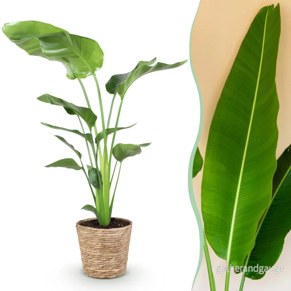 Strelitzia nicolai med korg - Bild 3