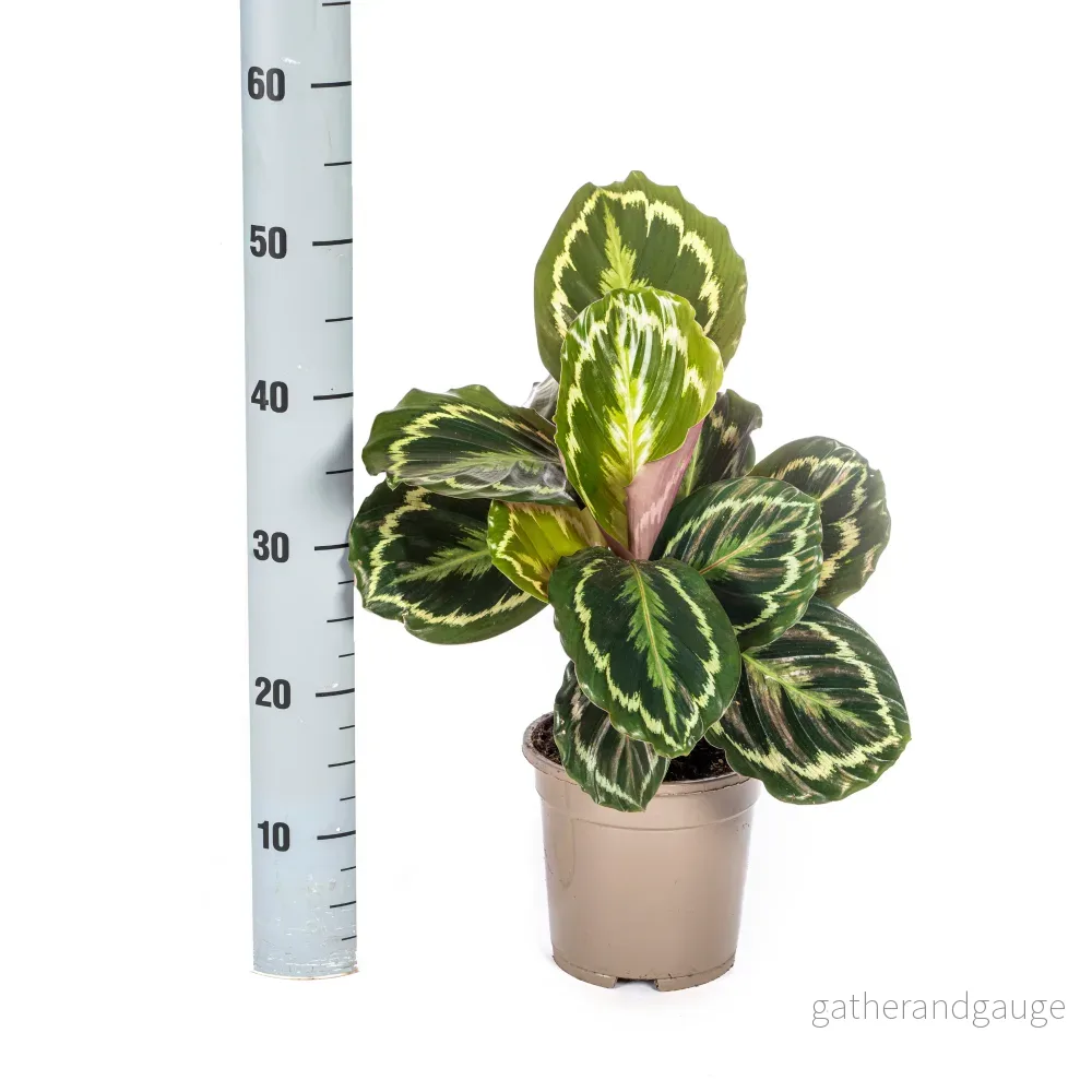 Calathea Medallion Ø17cm - ↕40 - 50cm - Bild 3