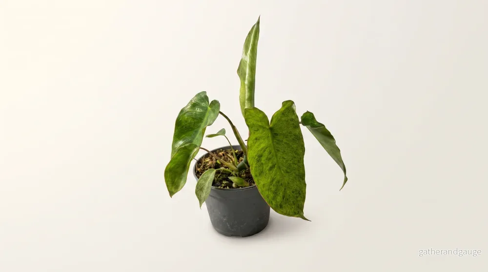 Philodendron Paraiso Verde, 12 cm, 8 plantor i brätte, 5 brätte per hylla Philodendron Paraiso Verde, 12 cm, 8 plantor i brätte, 5 brätte per hylla