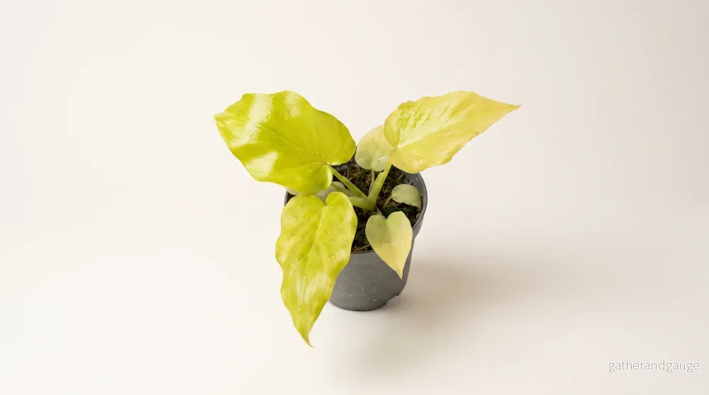 Philodendron warscewiczii Flavum, 12 cm, 8 plantor i brätte, 5 brätte per hylla Philodendron warscewiczii Flavum, 12 cm, 8 plantor i brätte, 5 brätte per hylla
