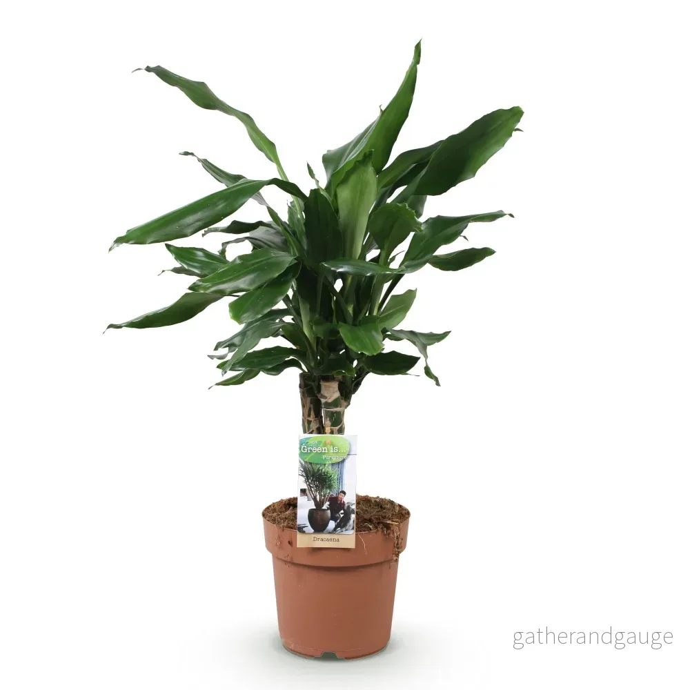 Dracaena fragrans Steudneri - Bild 3