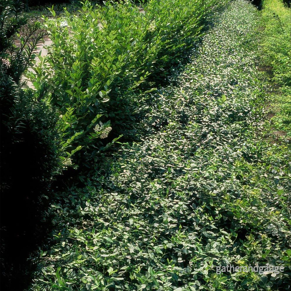 Kryphederranka (Euonymus Fortunei) 'Radicans'
