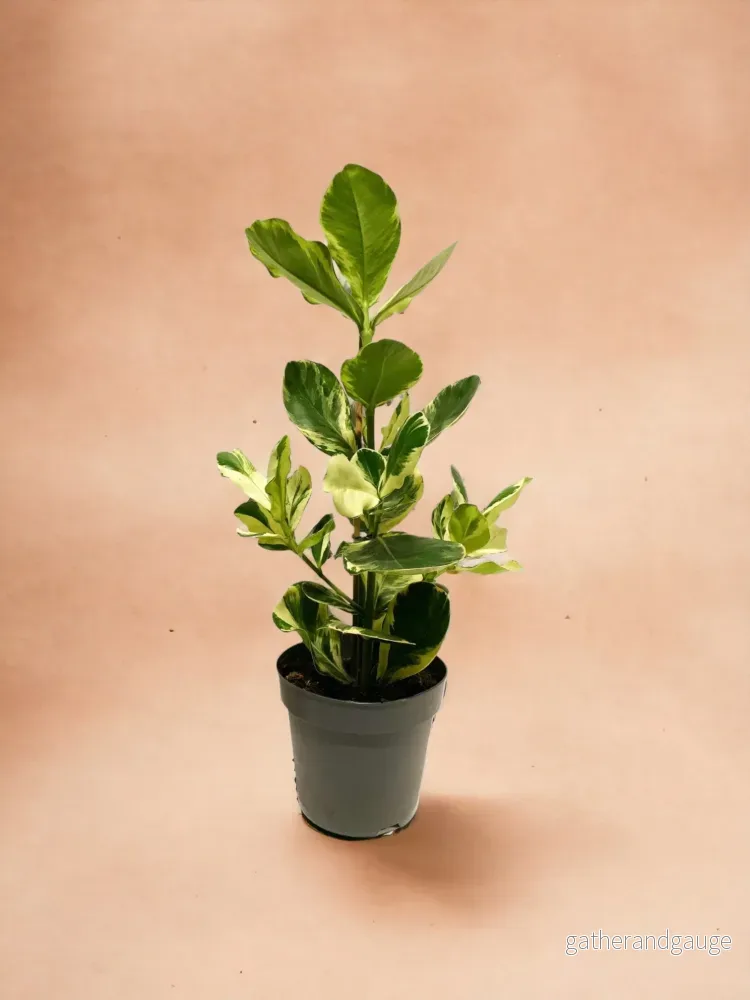 Clusia Rosea ”White Star”