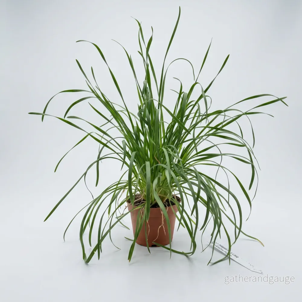 Kinesisk bredbladig gräslök, 13 cm