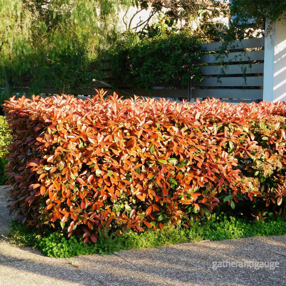 Photinia Red (Photinia x fraseri) ’Red Robin’