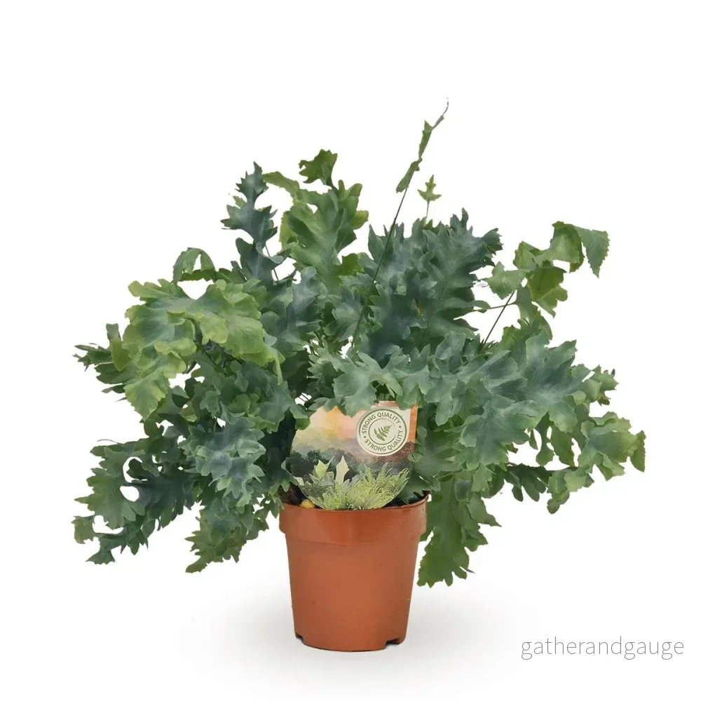 Phlebodium Davana Phlebodium Davana