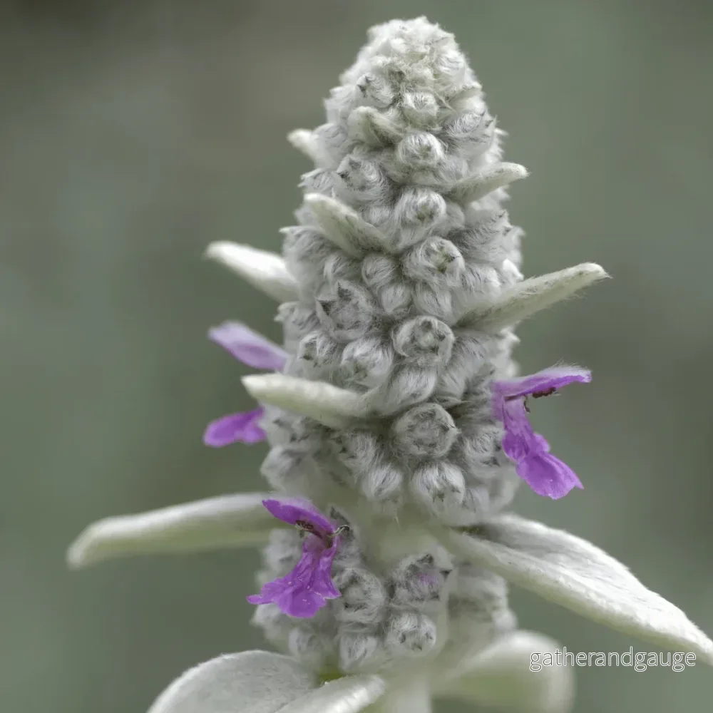 Björnöra Byzantinsk (Stachys Byzantina) ’Björnöra Byzantinsk’ Björnöra Byzantinsk (Stachys Byzantina) ’Björnöra Byzantinsk’