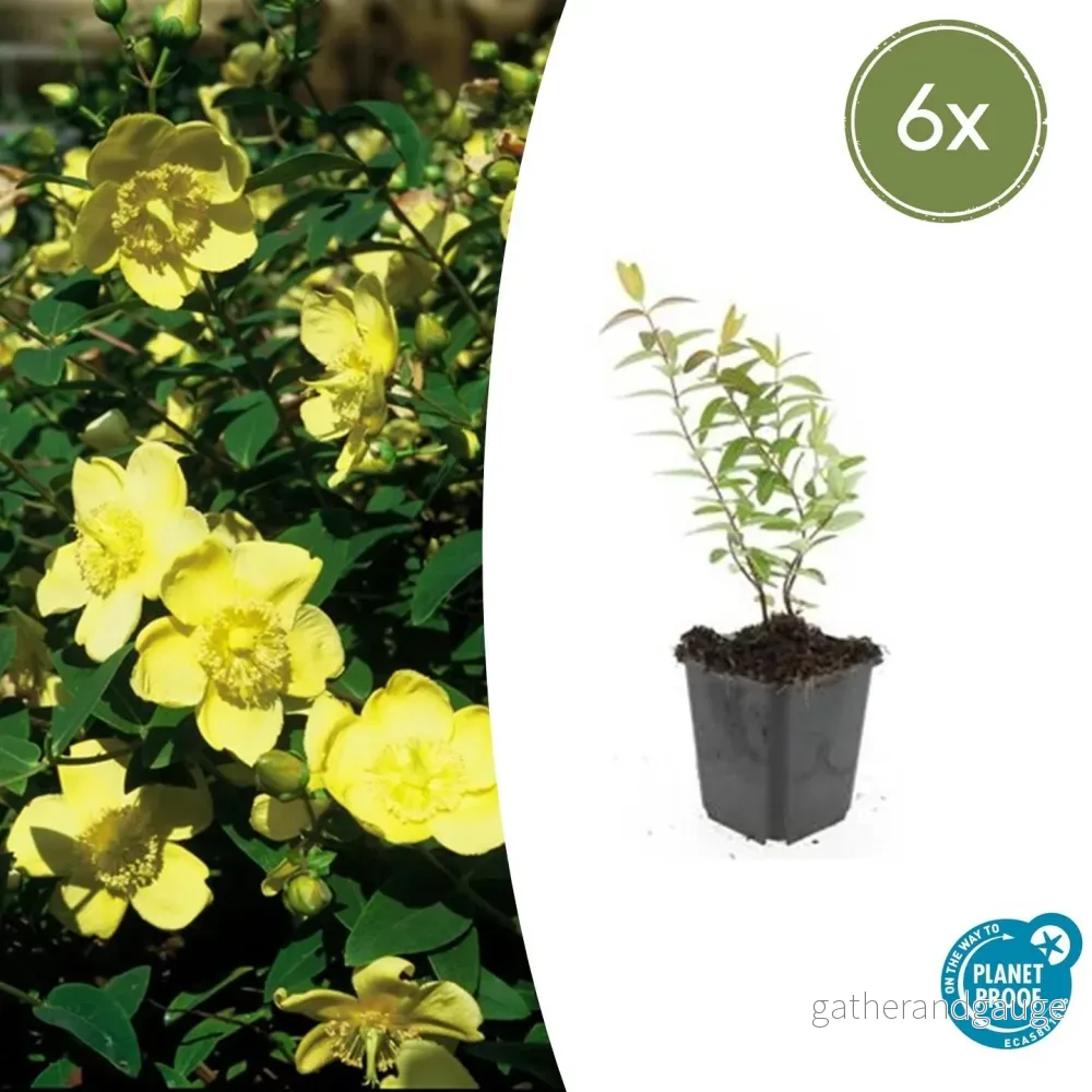 Johannesört (Hypericum) 'Hidcote' - Bild 2