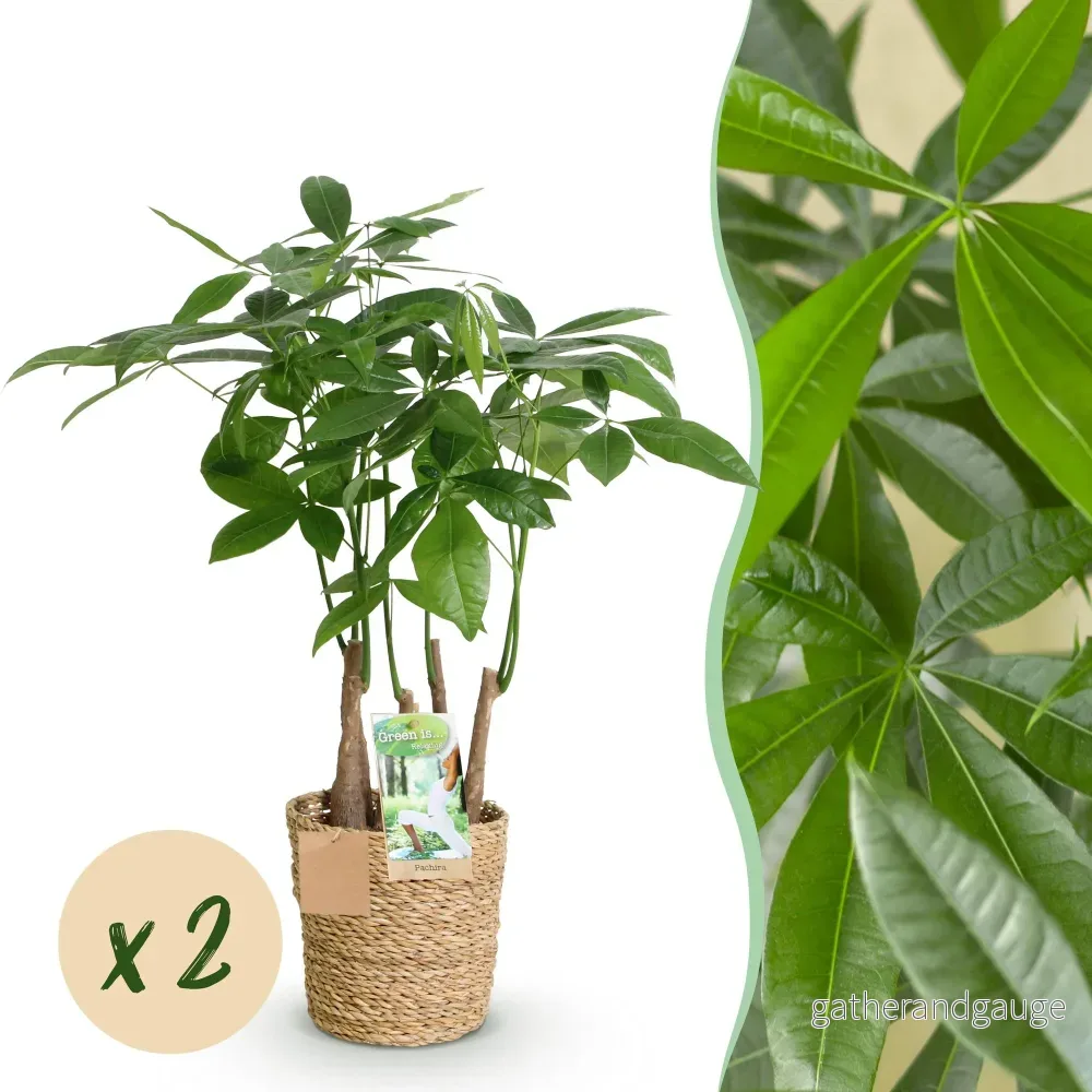 Pachira Aquatica Multitronc – Set om 2 – Kruka 17 cm - Bild 2