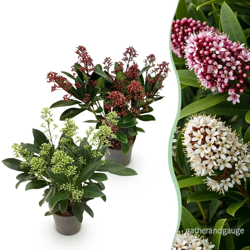 Skimmia från Japan (Skimmia japonica) 'Rubella & Finchy' - Bild 2