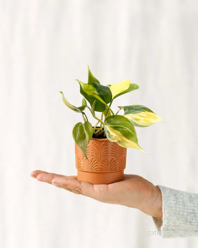Mini Philodendron Scandens Brasil Mini Philodendron Scandens Brasil