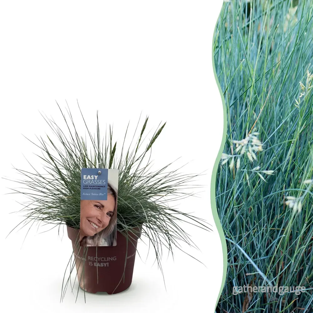 Blå Festuca (Festuca glauca) 'Intense Blue' - Bild 2