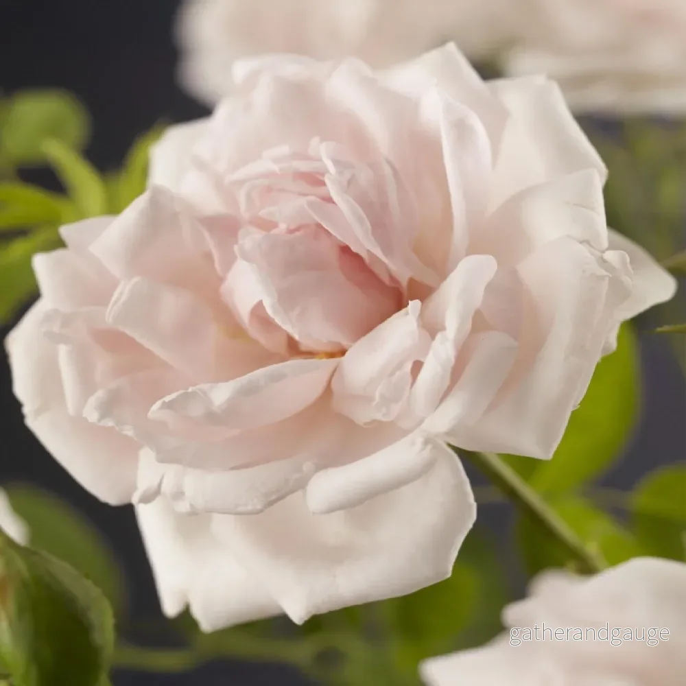 Klätterros (Rosa) 'New Dawn' - Bild 3