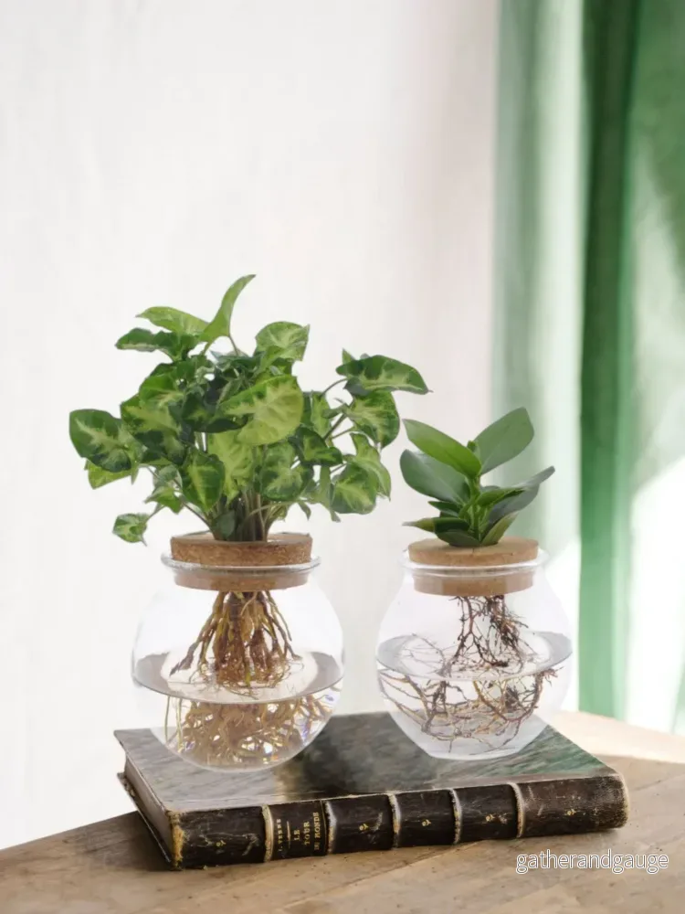 Clusia/Syngonium hydrokulturduo Clusia/Syngonium hydrokulturduo