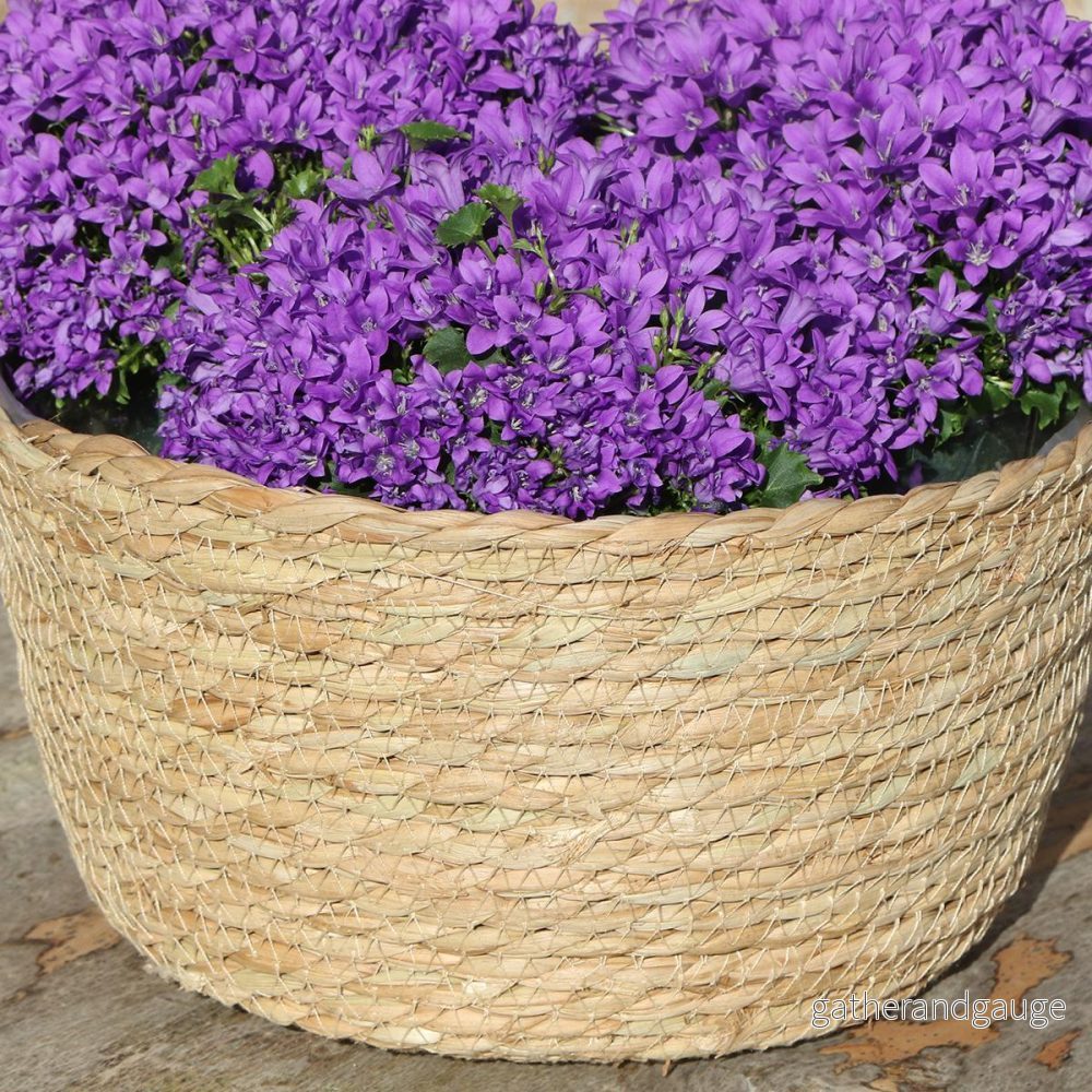 Campanula Addenda violett i flätad korg med vattenbehållare Campanula Addenda violett i flätad korg med vattenbehållare