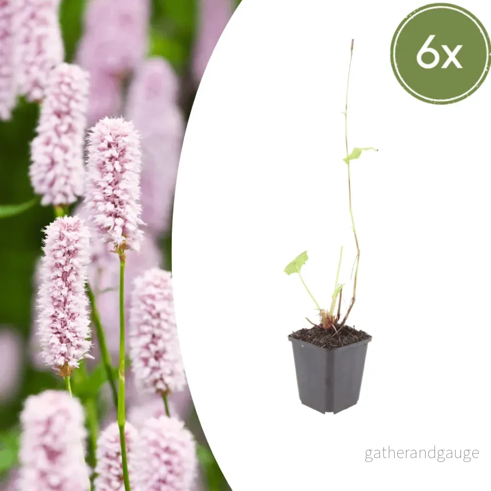 Ängmåra (Persicaria Bistorta) 'Persicaria Bistorta' - Bild 2