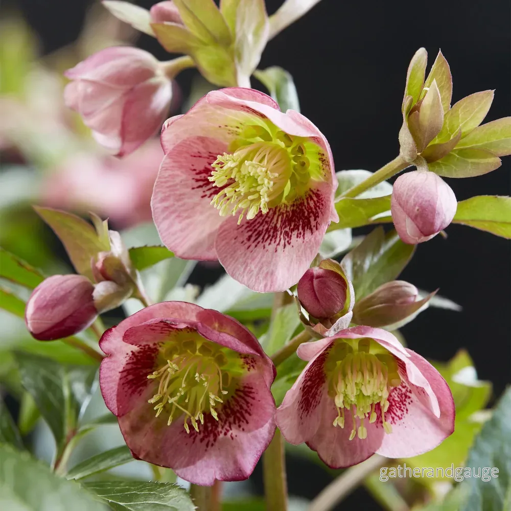 Julros (Helleborus x ericsmithii) 'Dacaya'