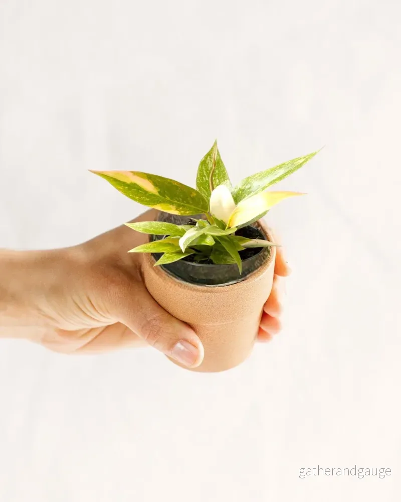 Mini Philodendron Ring Of Fire