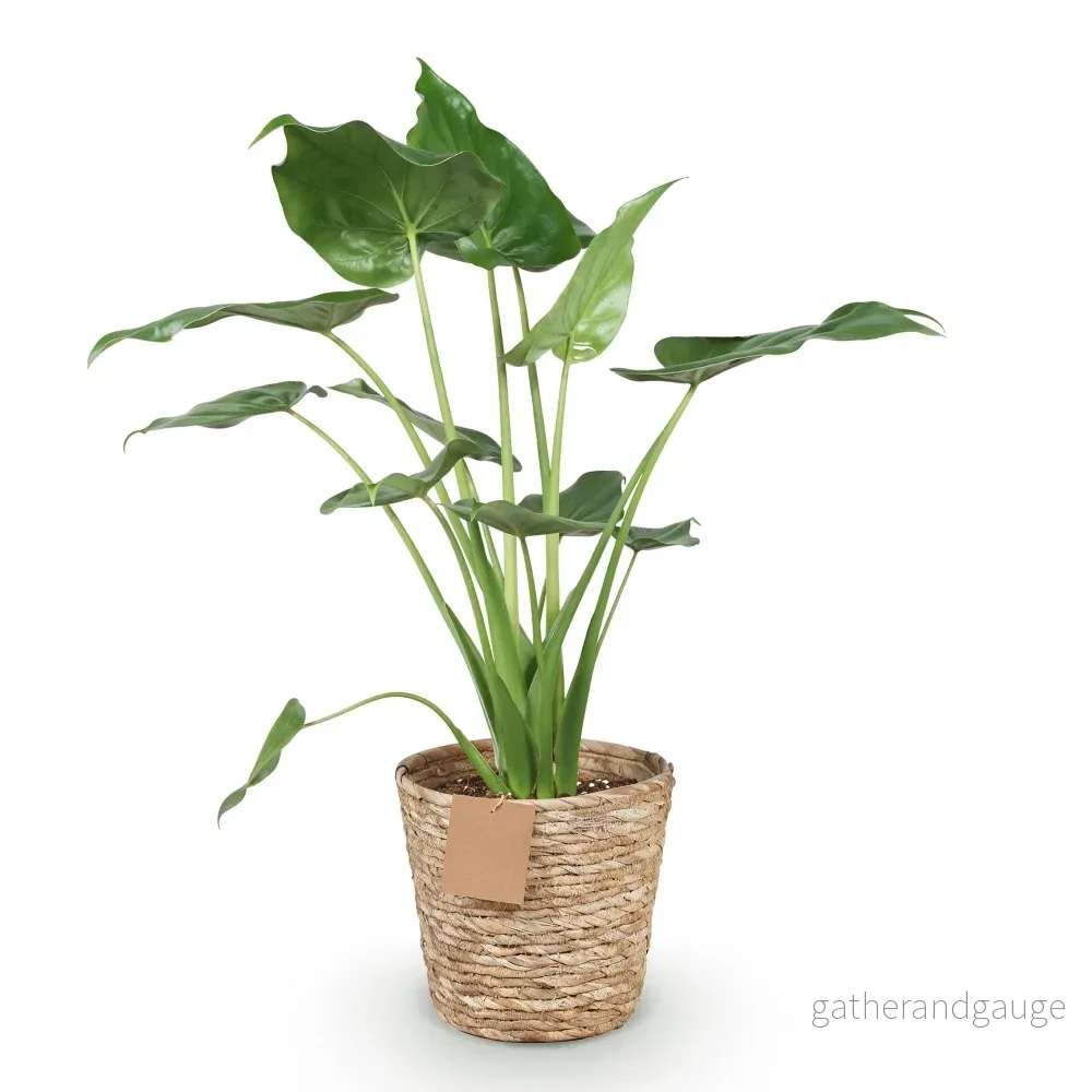 Alocasia Cucullata och korg - Bild 3