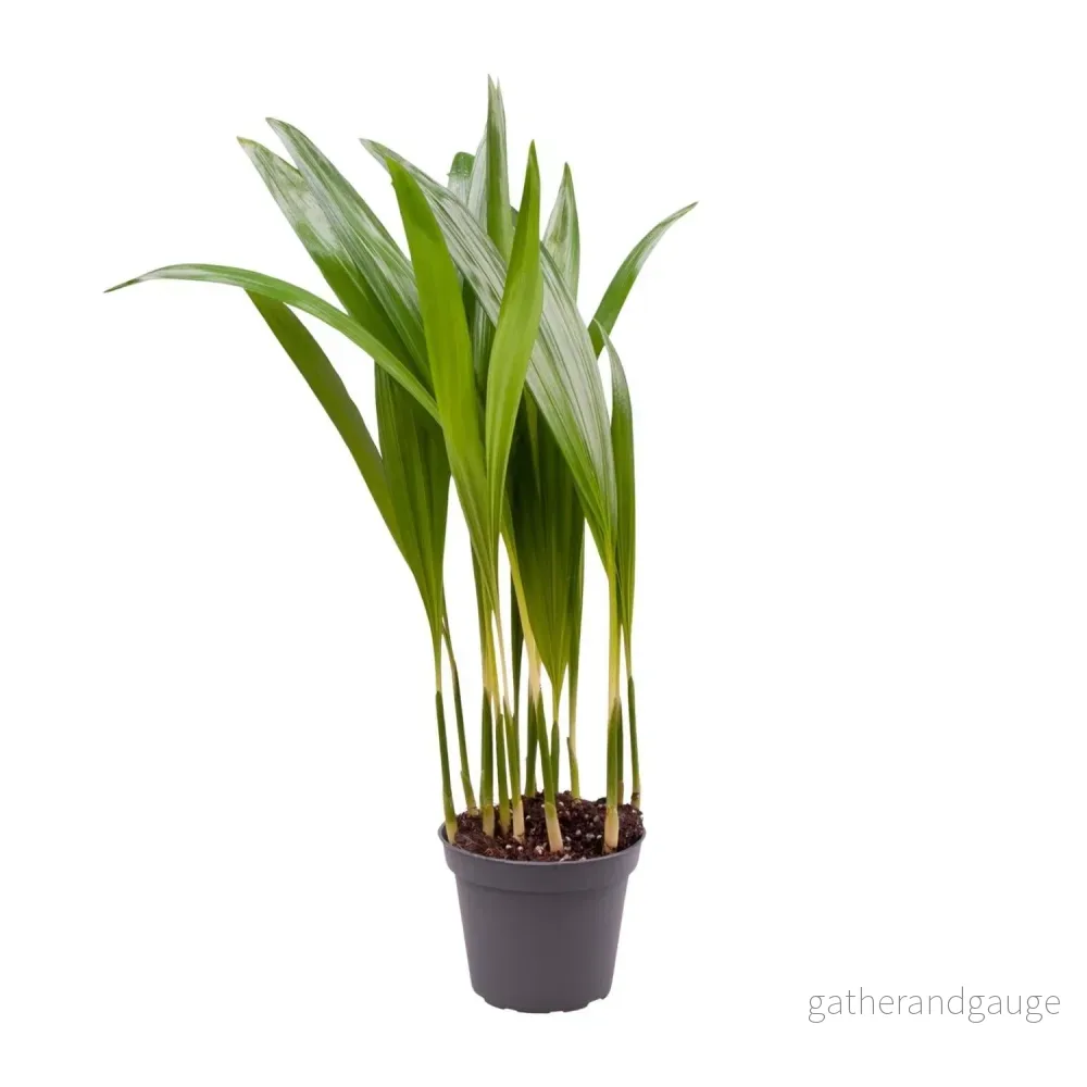 Mini Chrysalidocarpus Lutescens - Bild 2