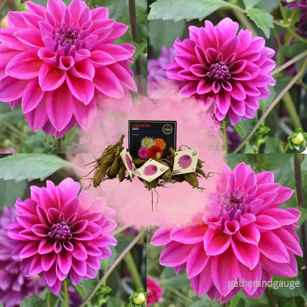 Bell Blue Dahlia breda kronblad – Lökar