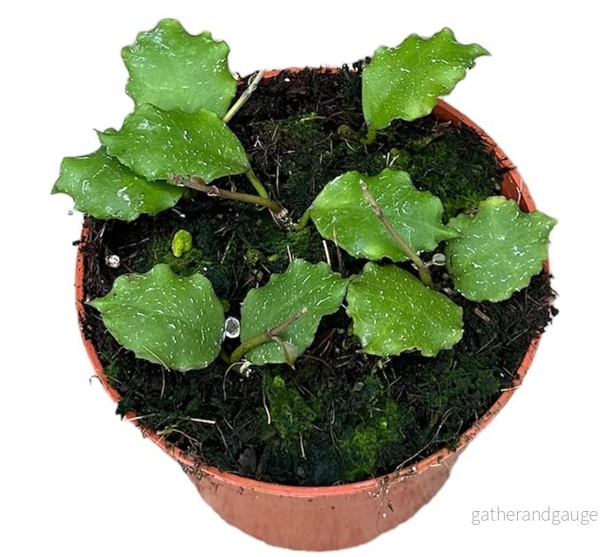 Hoya Endauensis - Bild 2