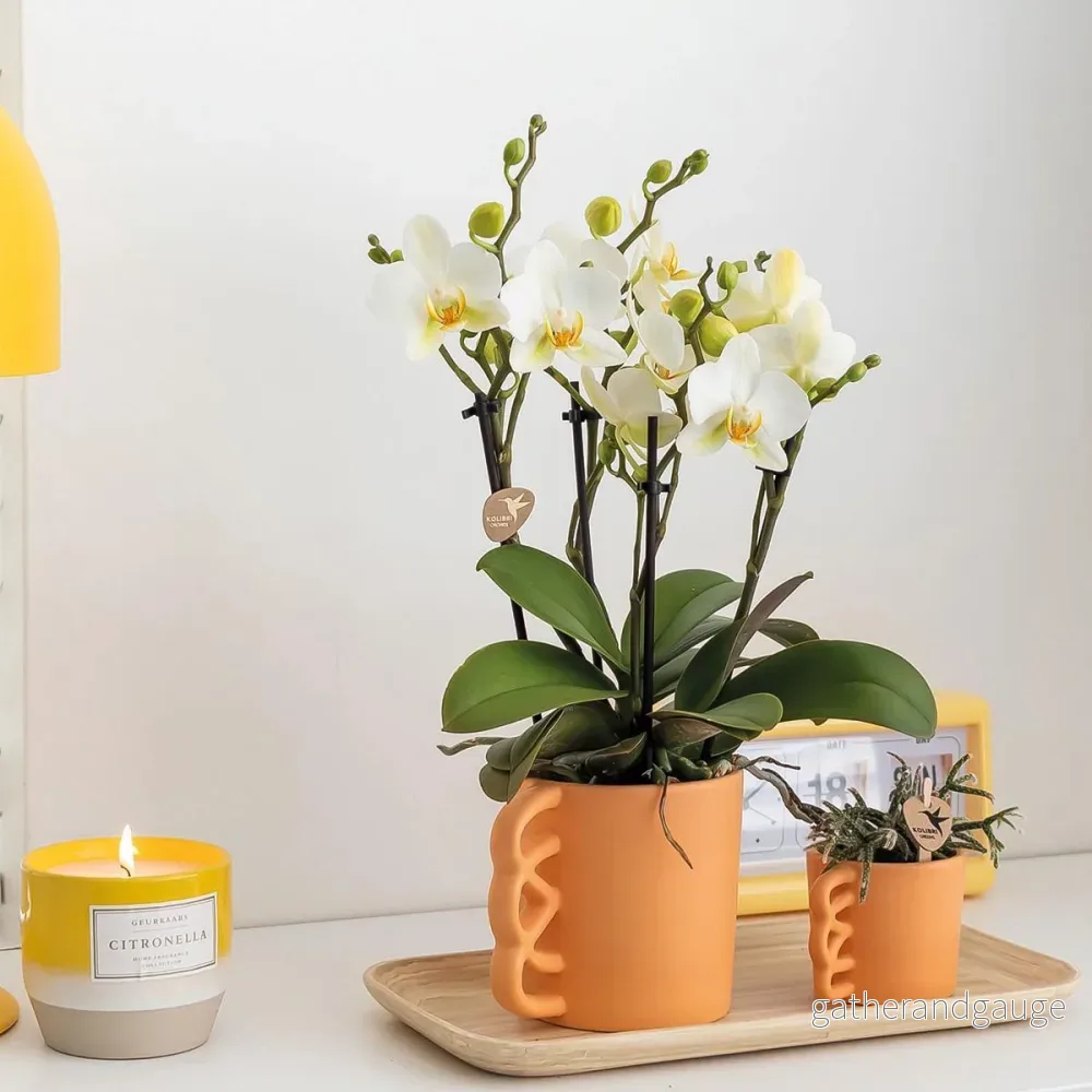 Vit Phalaenopsis orkidé och dess persika blomkruka - blommande krukväxt