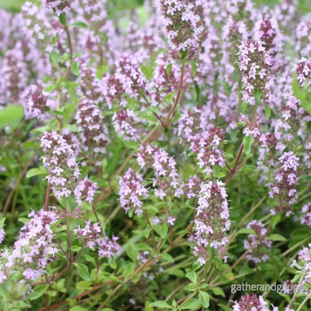 Timjan Vanlig (Thymus vulgaris) 'Thymus vulgaris' - Bild 3