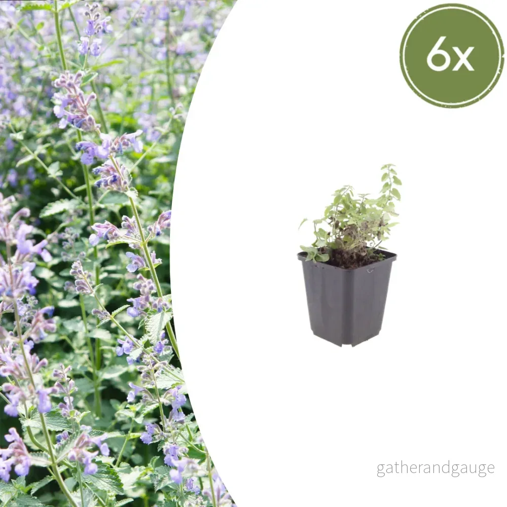Kattmynta (Nepeta × Faassenii) 'Nepeta' - Bild 2