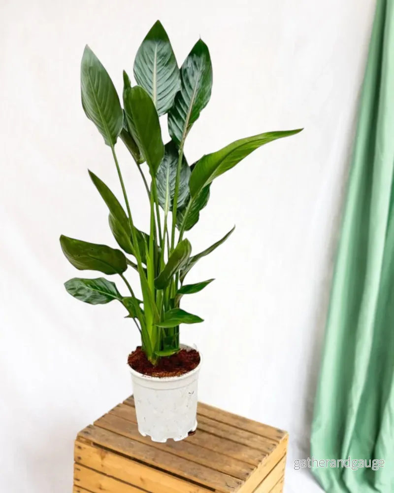 Strelitzia Reginae - Bild 2