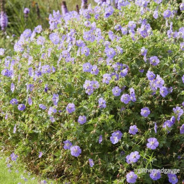 Storkransbill Vivace (Geranium) 'Rozanne'