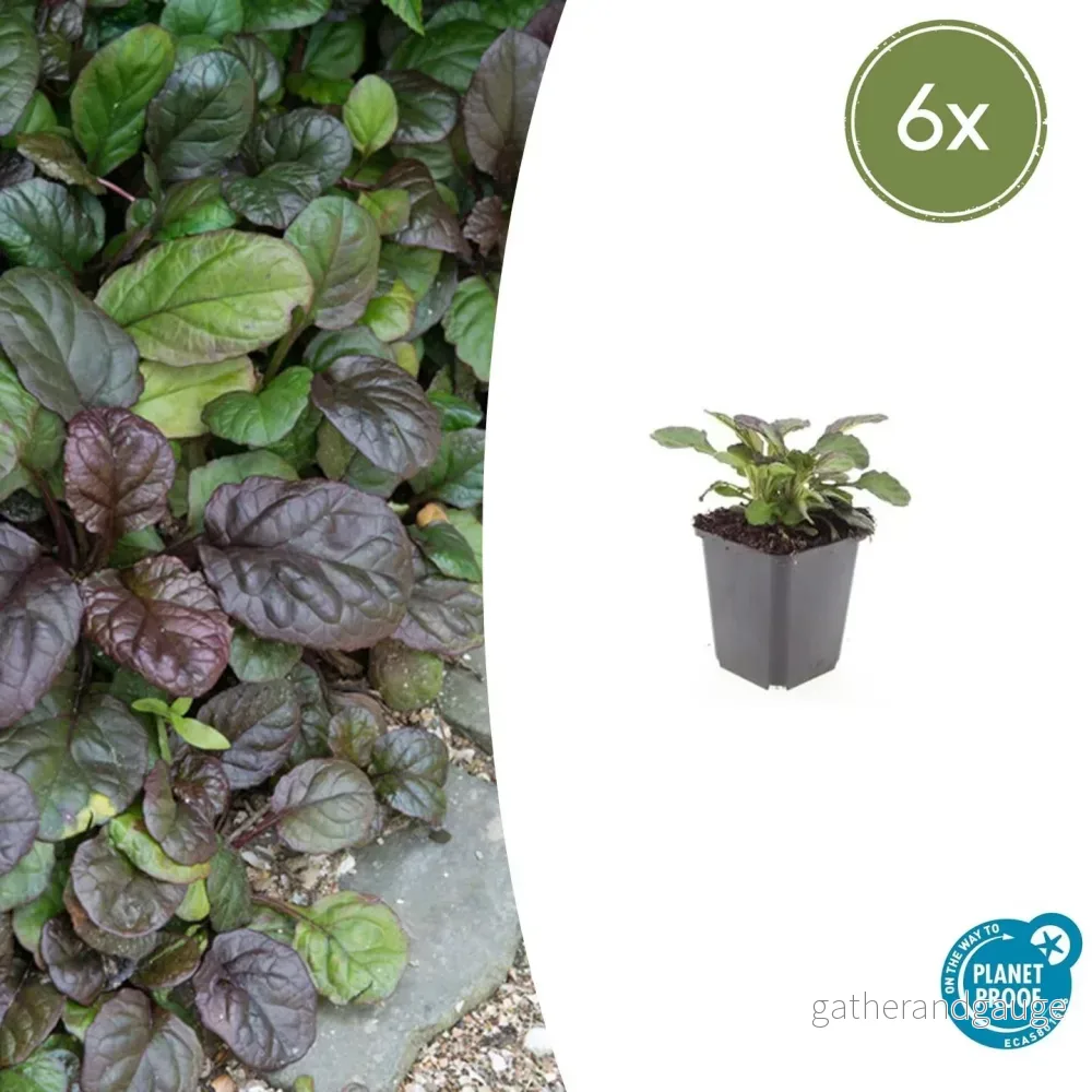 Rapphöna (Ajuga reptans) 'Catlin's Giant' - Bild 2