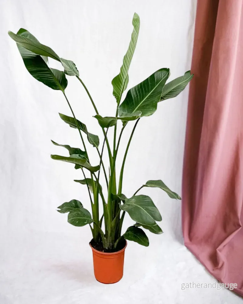 Strelitzia Nicolai - Bild 2